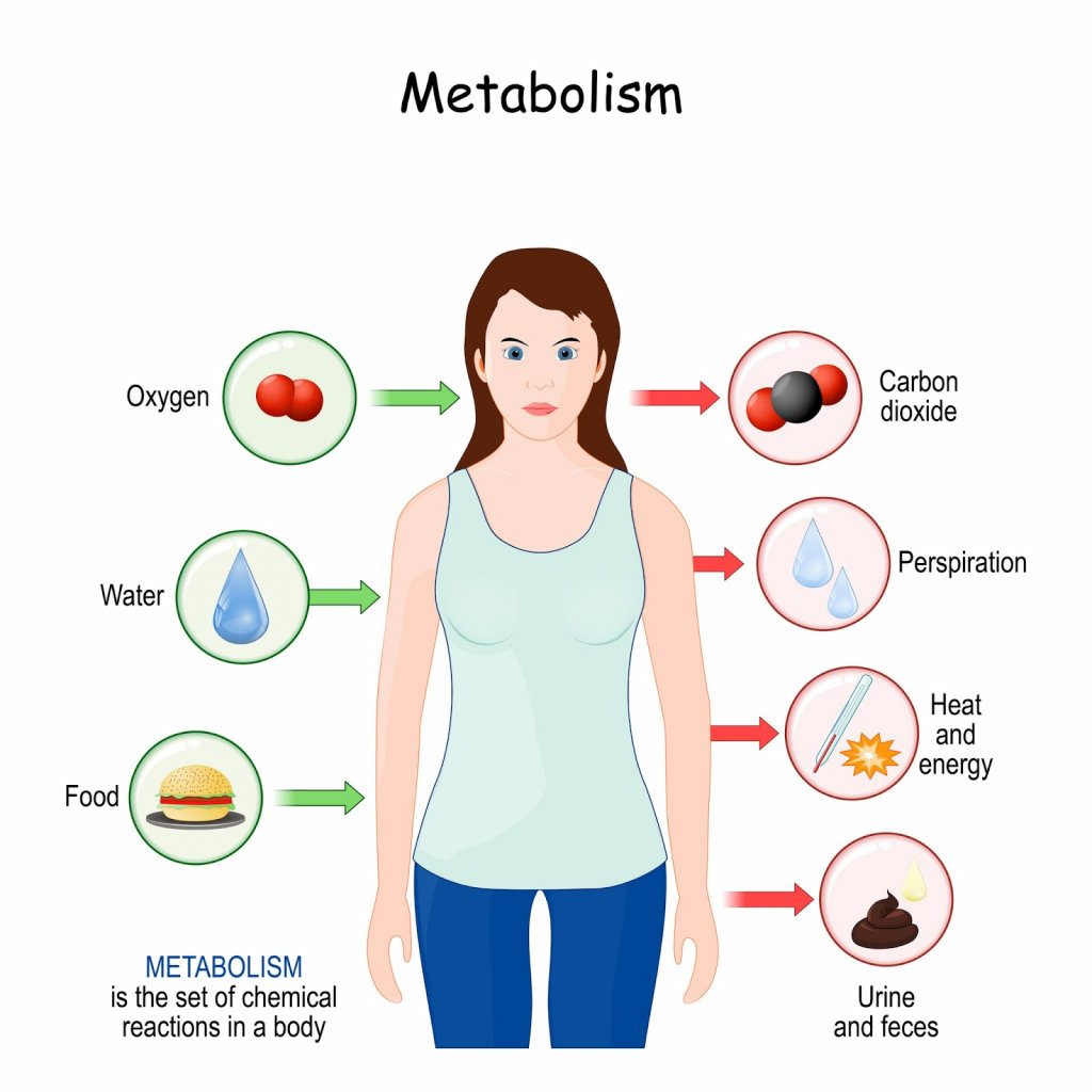 A diagram showing how metabolism works