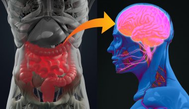 The gut-brain connection is real