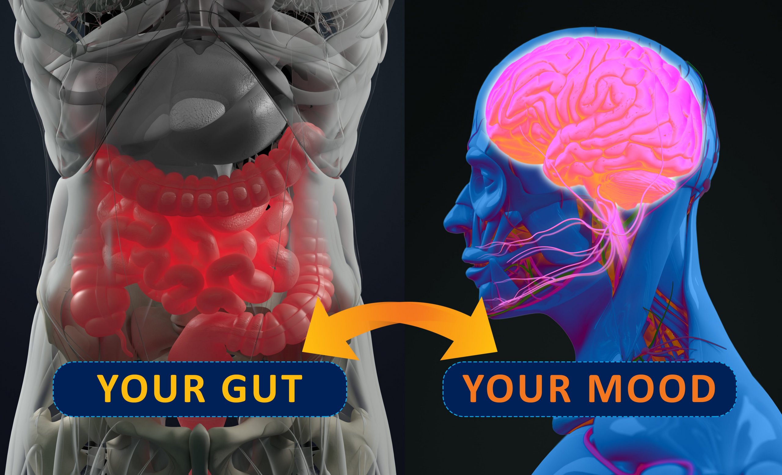 The link between your gut and your mood is closer than you think