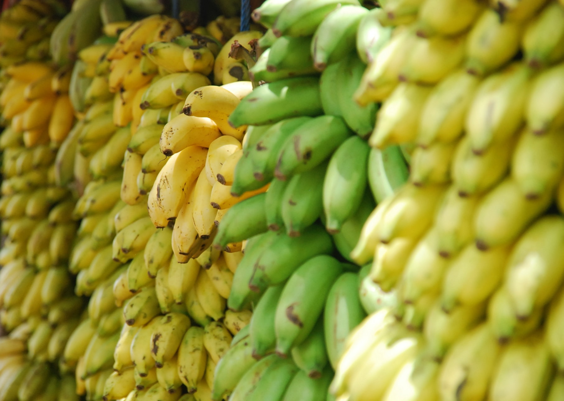 Green bananas are a great source of resistant starch
