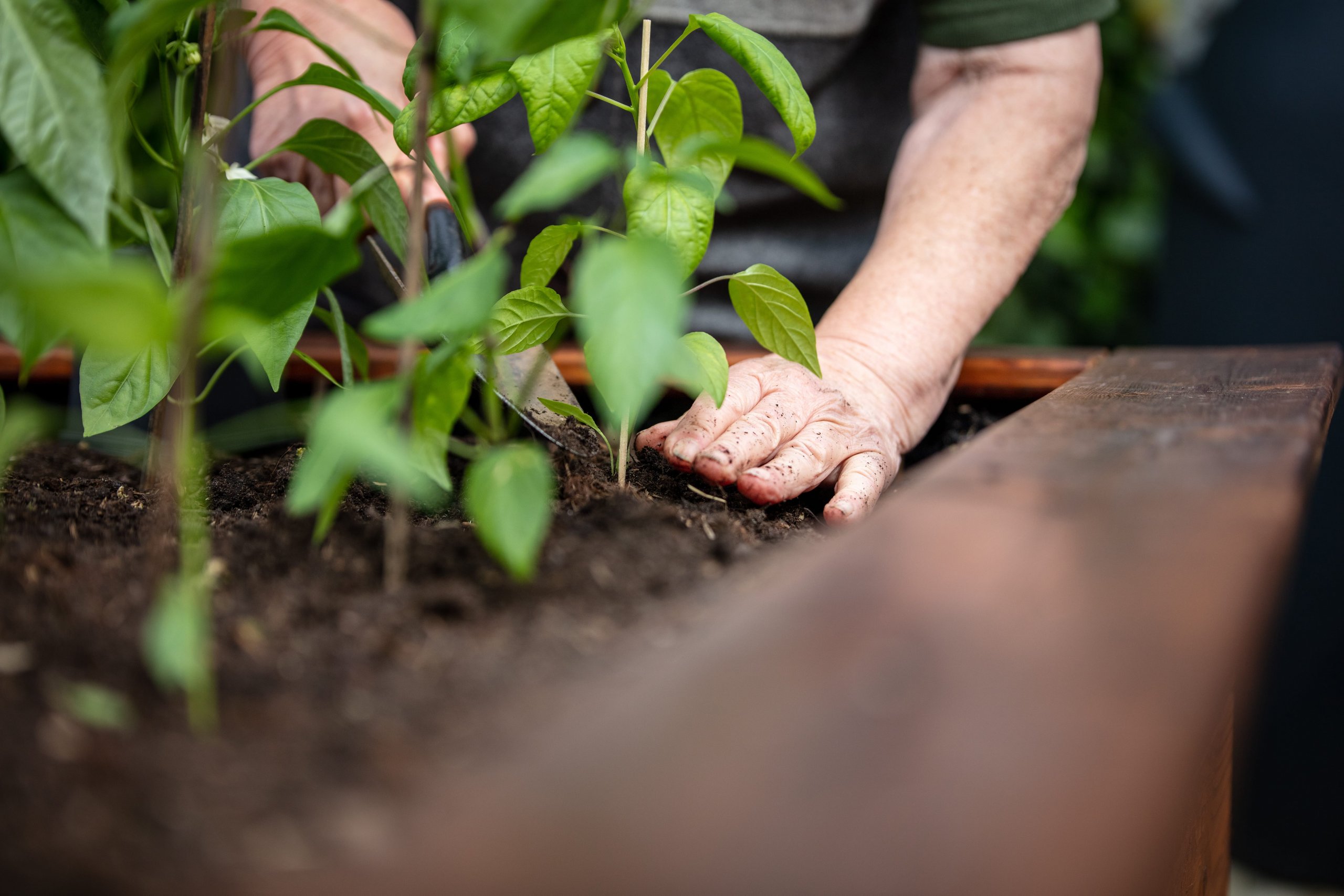 exposure to soil microbes during gardening can improve gut health